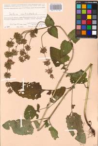 MHA 0 156 508, Salvia verticillata L., Eastern Europe, Lower Volga region (E9) (Russia)