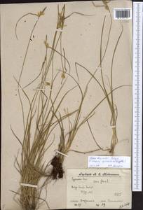Carex oederi var. bergrothii (Palmgr.) Hedrén & Lassen, Eastern Europe, Central forest region (E5) (Russia)