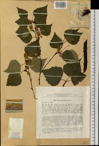 Betula pendula subsp. mandshurica (Regel) Ashburner & McAll., Siberia, Baikal & Transbaikal region (S4) (Russia)
