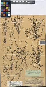 Hackelia thymifolia (A. DC.) I. M. Johnst., Middle Asia, Pamir & Pamiro-Alai (M2) (Tajikistan)
