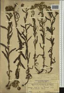 Achillea alpina subsp. camtschatica (Heimerl) Kitam., Siberia, Chukotka & Kamchatka (S7) (Russia)