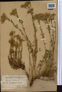 Hypericum scabrum L., Middle Asia, Western Tian Shan & Karatau (M3) (Kazakhstan)