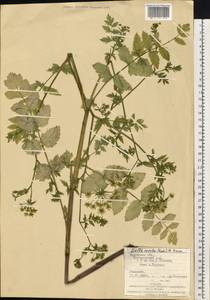 Berula erecta (Huds.) Coville, Eastern Europe, West Ukrainian region (E13) (Ukraine)