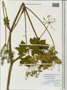 Heracleum sphondylium subsp. sibiricum (L.) Simonk., Eastern Europe, Eastern region (E10) (Russia)