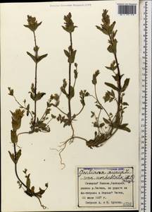 Gentianella umbellata, Caucasus, Stavropol Krai, Karachay-Cherkessia & Kabardino-Balkaria (K1b) (Russia)