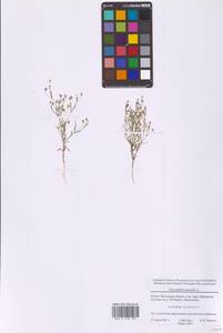 Psammophiliella muralis (L.) Ikonn., Eastern Europe, Moscow region (E4a) (Russia)