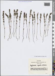 Euphrasia regelii Wettst., Siberia, Altai & Sayany Mountains (S2) (Russia)