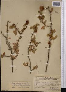 Rosa webbiana Wall., Middle Asia, Pamir & Pamiro-Alai (M2) (Uzbekistan)