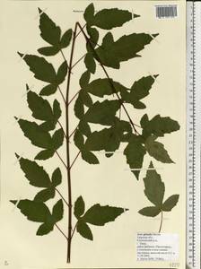 Acer tataricum subsp. ginnala (Maxim.) Wesm., Eastern Europe, North-Western region (E2) (Russia)