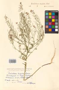 Dontostemon dentatus (Bunge) C. A. Mey. ex Ledeb., Siberia, Russian Far East (S6) (Russia)