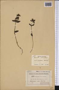 Rhinanthus minor subsp. minor, America (AMER) (Canada)