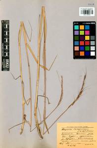 Elymus gmelinii (Trin.) Tzvelev, Siberia, Baikal & Transbaikal region (S4) (Russia)