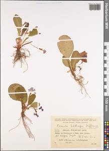 Primula vulgaris subsp. rubra (Sm.) Arcang., Caucasus, Georgia (K4) (Georgia)