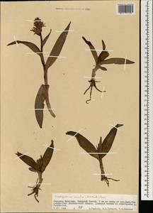 Dactylorhiza incarnata subsp. cruenta (O.F.Müll.) P.D.Sell, Mongolia (MONG) (Mongolia)