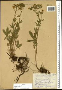 Potentilla recta L., Siberia, Western (Kazakhstan) Altai Mountains (S2a) (Kazakhstan)