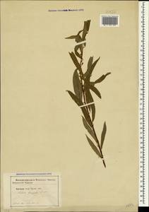 Salix fragilis L., Crimea (KRYM) (Russia)