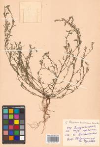 Polygonum tenuissimum A. I. Baranov & Skvortsov ex Vorosch., Siberia, Russian Far East (S6) (Russia)