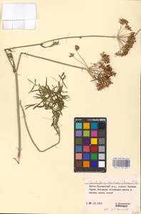 Cenolophium fischeri (Spreng.) W. D. J. Koch, Eastern Europe, Lithuania (E2a) (Lithuania)