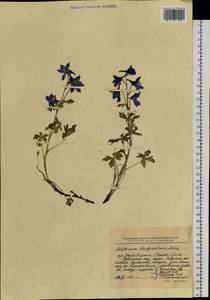 Delphinium brachycentrum Ledeb., Siberia, Chukotka & Kamchatka (S7) (Russia)