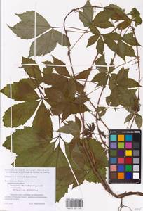 Parthenocissus quinquefolia (L.) Planch., Eastern Europe, Central forest-and-steppe region (E6) (Russia)