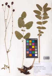 Sanguisorba officinalis L., Eastern Europe, North-Western region (E2) (Russia)