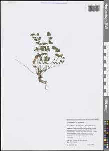 Cardamine pratensis L., Siberia, Baikal & Transbaikal region (S4) (Russia)