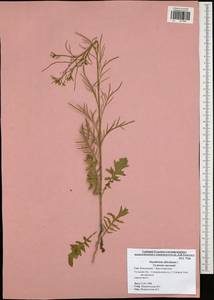 Sisymbrium altissimum L., Eastern Europe, Central region (E4) (Russia)