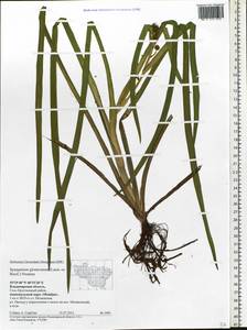 Sparganium glomeratum (Laest. ex Beurl.) Beurl., Eastern Europe, Central region (E4) (Russia)