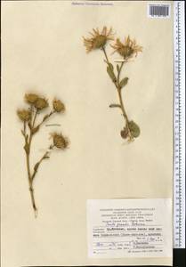 Inula grandis Schrenk ex Fisch. & C. A. Mey., Middle Asia, Pamir & Pamiro-Alai (M2) (Turkmenistan)