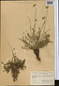 Schtschurowskia meifolia Regel & Schmalh., Middle Asia, Pamir & Pamiro-Alai (M2) (Tajikistan)