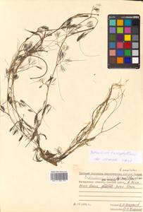 Ranunculus confervoides (Fr.) Fr., Siberia, Chukotka & Kamchatka (S7) (Russia)