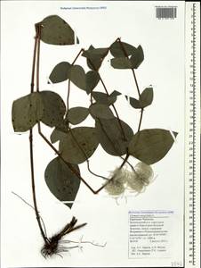 Clematis integrifolia L., Caucasus, Stavropol Krai, Karachay-Cherkessia & Kabardino-Balkaria (K1b) (Russia)