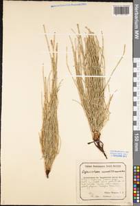 Equisetum ramosissimum Desf., Eastern Europe, Middle Volga region (E8) (Russia)