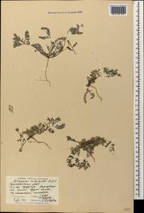 Astragalus tribuloides Delile, Caucasus, Azerbaijan (K6) (Azerbaijan)