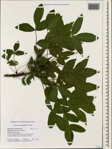 Fraxinus angustifolia Vahl , nom. cons., Crimea (KRYM) (Russia)