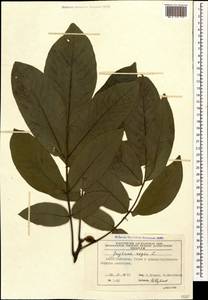 Juglans regia L., Caucasus, Azerbaijan (K6) (Azerbaijan)