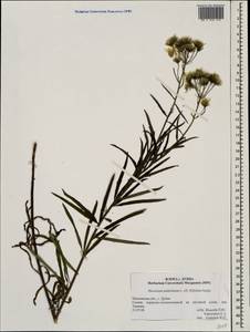 Hieracium umbellatum L., Eastern Europe, Moscow region (E4a) (Russia)