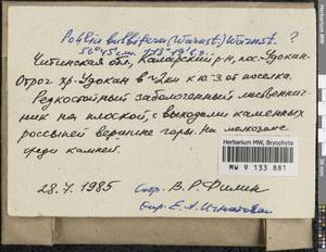 Pohlia bulbifera (Warnst.) Warnst., Bryophytes, Bryophytes - Baikal & Transbaikal regions (B18) (Russia)