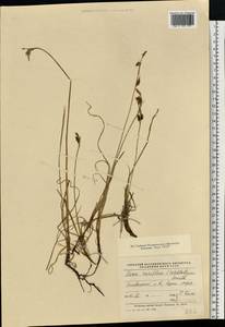 Calamagrostis varia (Schrad.) Host, Eastern Europe, Northern region (E1) (Russia)
