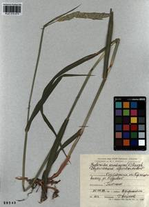 Phalaris arundinacea L., Siberia, Altai & Sayany Mountains (S2) (Russia)