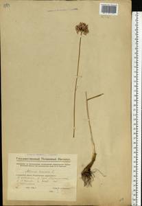Allium lineare L., Eastern Europe, Eastern region (E10) (Russia)