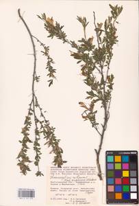 Chamaecytisus ruthenicus (Fisch. ex Woł.) Klásk., Eastern Europe, Lower Volga region (E9) (Russia)