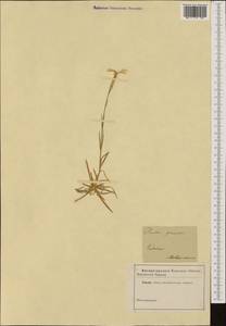 Dianthus plumarius, Western Europe (EUR) (Austria)
