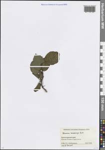 Atadinus microcarpus (Boiss.) Hauenschild, Caucasus, Krasnodar Krai & Adygea (K1a) (Russia)