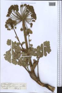 Angelica brevicaulis (Rupr.) B. Fedtsch., Middle Asia, Northern & Central Tian Shan (M4) (Kyrgyzstan)