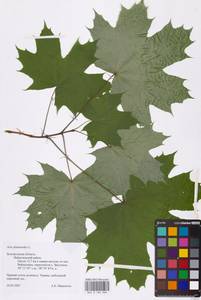 Acer platanoides L., Eastern Europe, Central forest-and-steppe region (E6) (Russia)