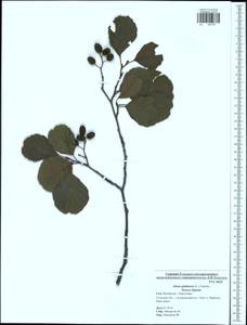 Alnus glutinosa (L.) Gaertn., Eastern Europe, Central region (E4) (Russia)