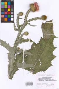 Onopordum acanthium L., Eastern Europe, Central region (E4) (Russia)