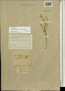 Eutrema salsugineum (Pall.) Al-Shehbaz & S.I. Warwick, Siberia (no precise locality) (S0) (Russia)