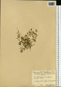 Ranunculus hyperboreus Rottb., Eastern Europe, Northern region (E1) (Russia)